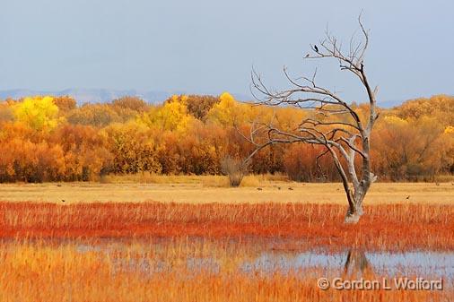 Bosque del Apache_73015.jpg - Photographed in the Bosque del Apache National Wildlife Refuge near San Antonio, New Mexico USA. 